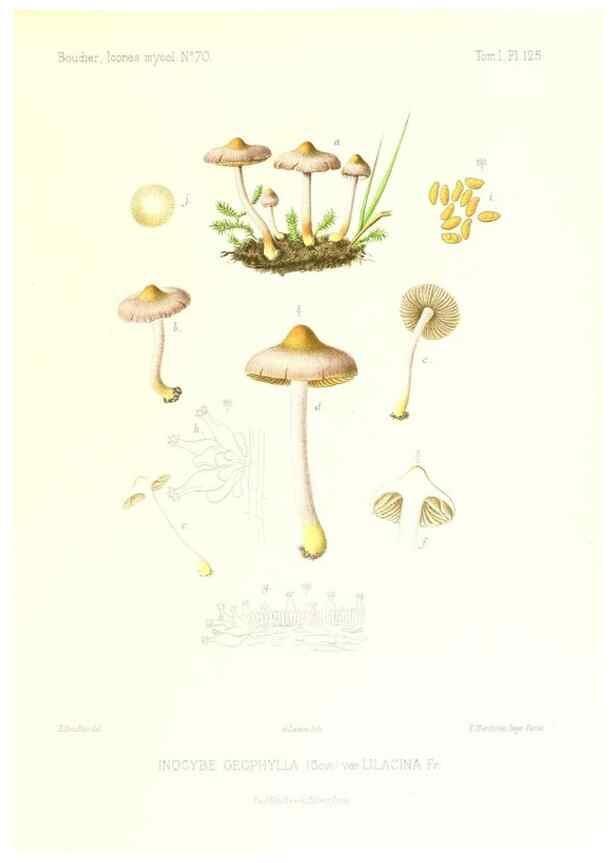 Reproducción/Reproduction 9801110596: Icones mycologicæ, ou Iconographie des champignons de France principalement Discomycetes,. Paris :P. Klincksieck, L. Lhomme, successeur,1905-10.