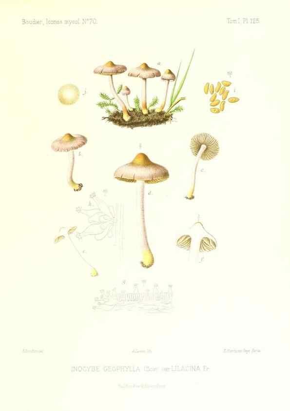 Reproducción/Reproduction 9801110596: Icones mycologicæ, ou Iconographie des champignons de France principalement Discomycetes,. Paris :P. Klincksieck, L. Lhomme, successeur,1905-10.