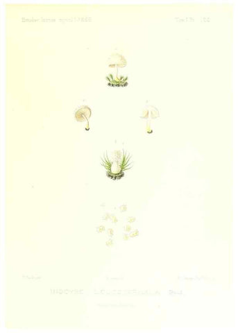 Reproducción/Reproduction 9801167693: Icones mycologicæ, ou Iconographie des champignons de France principalement Discomycetes,. Paris :P. Klincksieck, L. Lhomme, successeur,1905-10.