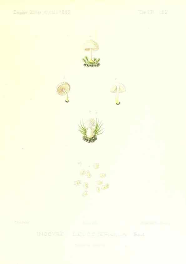 Reproducción/Reproduction 9801167693: Icones mycologicæ, ou Iconographie des champignons de France principalement Discomycetes,. Paris :P. Klincksieck, L. Lhomme, successeur,1905-10.