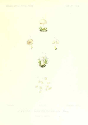 Reproducción/Reproduction 9801167693: Icones mycologicæ, ou Iconographie des champignons de France principalement Discomycetes,. Paris :P. Klincksieck, L. Lhomme, successeur,1905-10.