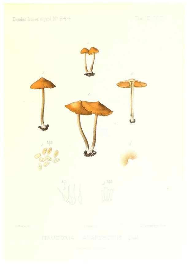 Reproducción/Reproduction 9801084025: Icones mycologicæ, ou Iconographie des champignons de France principalement Discomycetes,. Paris :P. Klincksieck, L. Lhomme, successeur,1905-10.