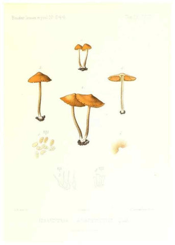 Reproducción/Reproduction 9801084025: Icones mycologicæ, ou Iconographie des champignons de France principalement Discomycetes,. Paris :P. Klincksieck, L. Lhomme, successeur,1905-10.