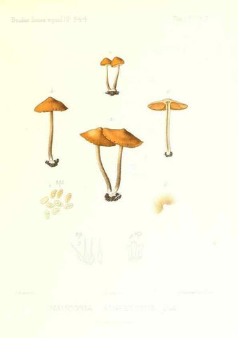 Reproducción/Reproduction 9801084025: Icones mycologicæ, ou Iconographie des champignons de France principalement Discomycetes,. Paris :P. Klincksieck, L. Lhomme, successeur,1905-10.