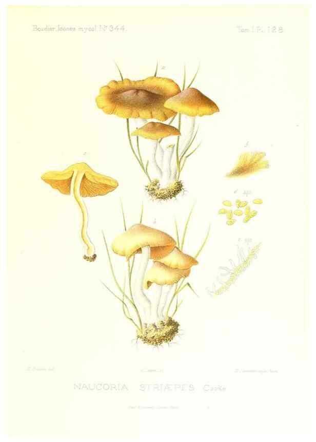 Reproducción/Reproduction 9801109634: Icones mycologicæ, ou Iconographie des champignons de France principalement Discomycetes,. Paris :P. Klincksieck, L. Lhomme, successeur,1905-10.