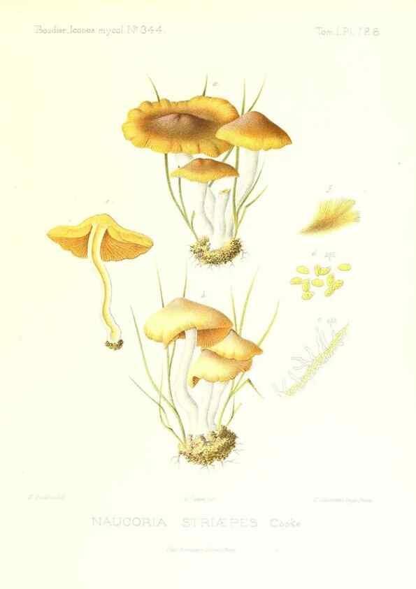 Reproducción/Reproduction 9801109634: Icones mycologicæ, ou Iconographie des champignons de France principalement Discomycetes,. Paris :P. Klincksieck, L. Lhomme, successeur,1905-10.
