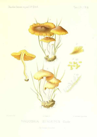 Reproducción/Reproduction 9801109634: Icones mycologicæ, ou Iconographie des champignons de France principalement Discomycetes,. Paris :P. Klincksieck, L. Lhomme, successeur,1905-10.