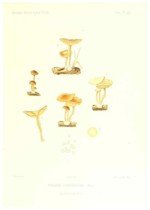 Reproducción/Reproduction 9801175383: Icones mycologicæ, ou Iconographie des champignons de France principalement Discomycetes,. Paris :P. Klincksieck, L. Lhomme, successeur,1905-10.