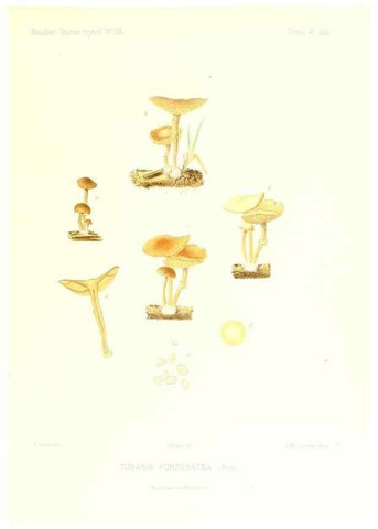 Reproducción/Reproduction 9801175383: Icones mycologicæ, ou Iconographie des champignons de France principalement Discomycetes,. Paris :P. Klincksieck, L. Lhomme, successeur,1905-10.