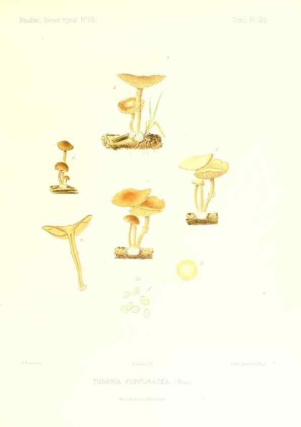 Reproducción/Reproduction 9801175383: Icones mycologicæ, ou Iconographie des champignons de France principalement Discomycetes,. Paris :P. Klincksieck, L. Lhomme, successeur,1905-10.