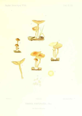 Reproducción/Reproduction 9801175383: Icones mycologicæ, ou Iconographie des champignons de France principalement Discomycetes,. Paris :P. Klincksieck, L. Lhomme, successeur,1905-10.