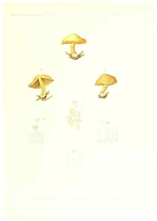 Reproducción/Reproduction 9801177603: Icones mycologicæ, ou Iconographie des champignons de France principalement Discomycetes,. Paris :P. Klincksieck, L. Lhomme, successeur,1905-10.