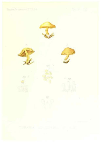 Reproducción/Reproduction 9801177603: Icones mycologicæ, ou Iconographie des champignons de France principalement Discomycetes,. Paris :P. Klincksieck, L. Lhomme, successeur,1905-10.