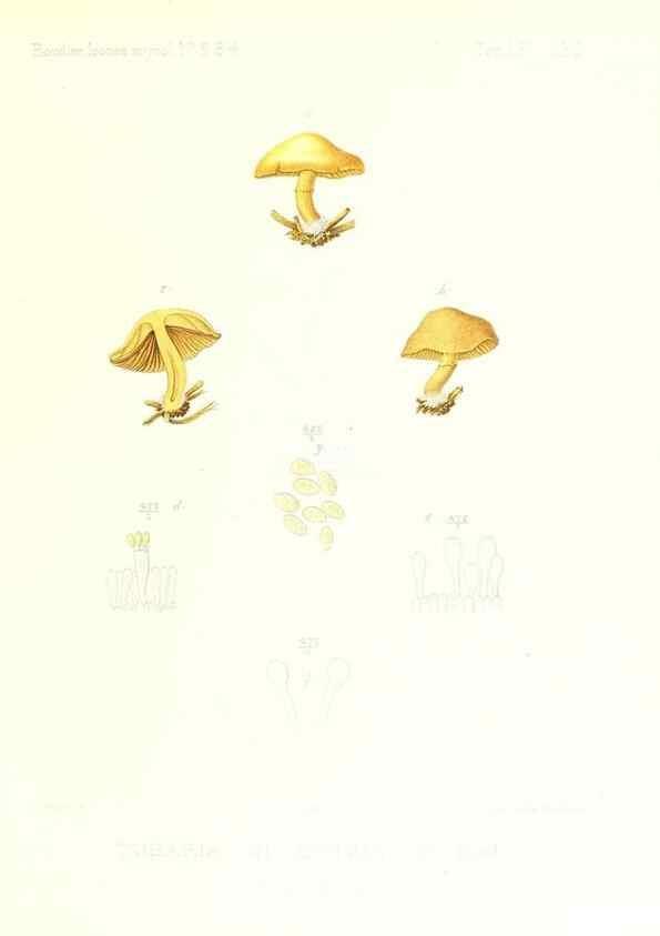 Reproducción/Reproduction 9801177603: Icones mycologicæ, ou Iconographie des champignons de France principalement Discomycetes,. Paris :P. Klincksieck, L. Lhomme, successeur,1905-10.