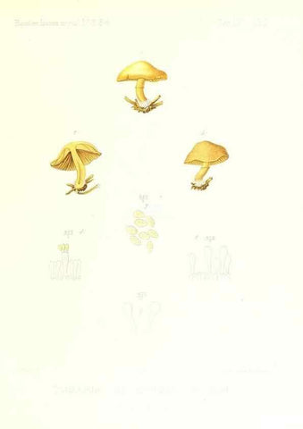 Reproducción/Reproduction 9801177603: Icones mycologicæ, ou Iconographie des champignons de France principalement Discomycetes,. Paris :P. Klincksieck, L. Lhomme, successeur,1905-10.