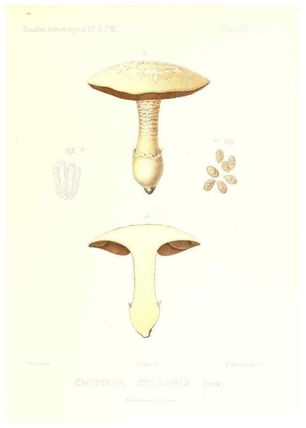 Reproducción/Reproduction 9801116704: Icones mycologicæ, ou Iconographie des champignons de France principalement Discomycetes,. Paris :P. Klincksieck, L. Lhomme, successeur,1905-10.
