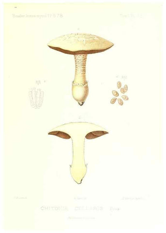 Reproducción/Reproduction 9801116704: Icones mycologicæ, ou Iconographie des champignons de France principalement Discomycetes,. Paris :P. Klincksieck, L. Lhomme, successeur,1905-10.