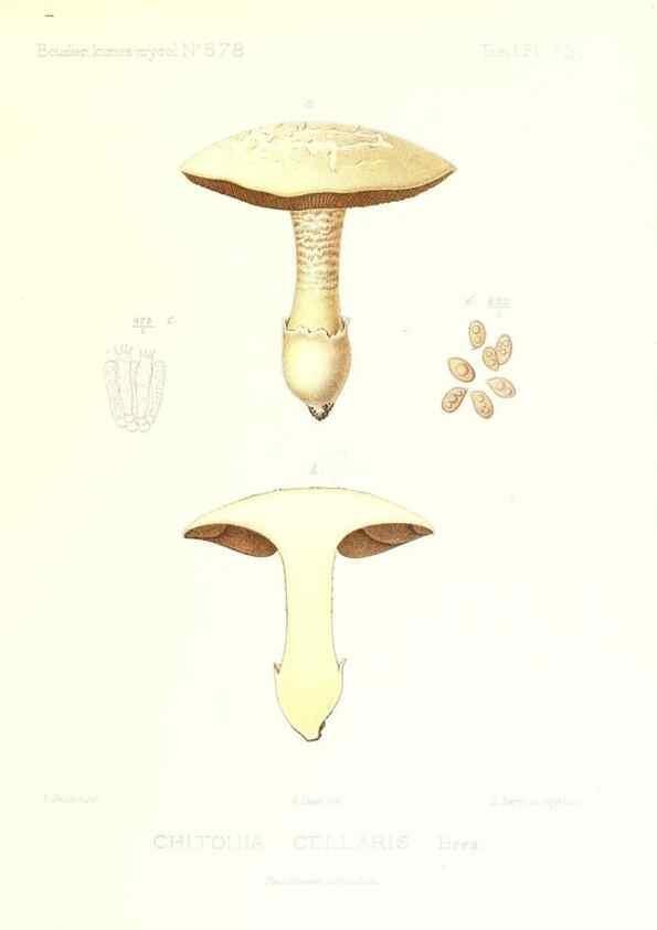 Reproducción/Reproduction 9801116704: Icones mycologicæ, ou Iconographie des champignons de France principalement Discomycetes,. Paris :P. Klincksieck, L. Lhomme, successeur,1905-10.