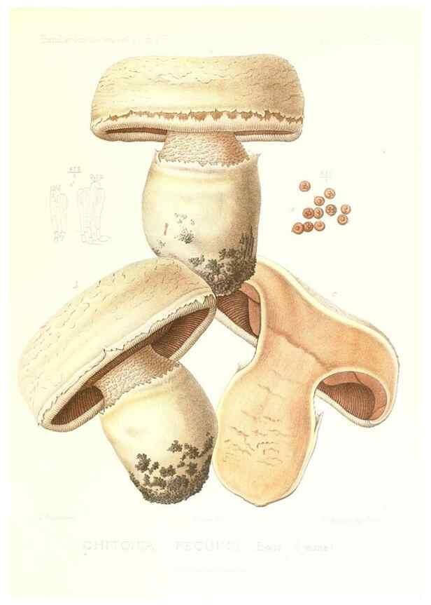 Reproducción/Reproduction 9801313673: Icones mycologicæ, ou Iconographie des champignons de France principalement Discomycetes,. Paris :P. Klincksieck, L. Lhomme, successeur,1905-10.