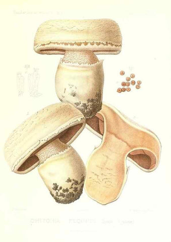 Reproducción/Reproduction 9801313673: Icones mycologicæ, ou Iconographie des champignons de France principalement Discomycetes,. Paris :P. Klincksieck, L. Lhomme, successeur,1905-10.