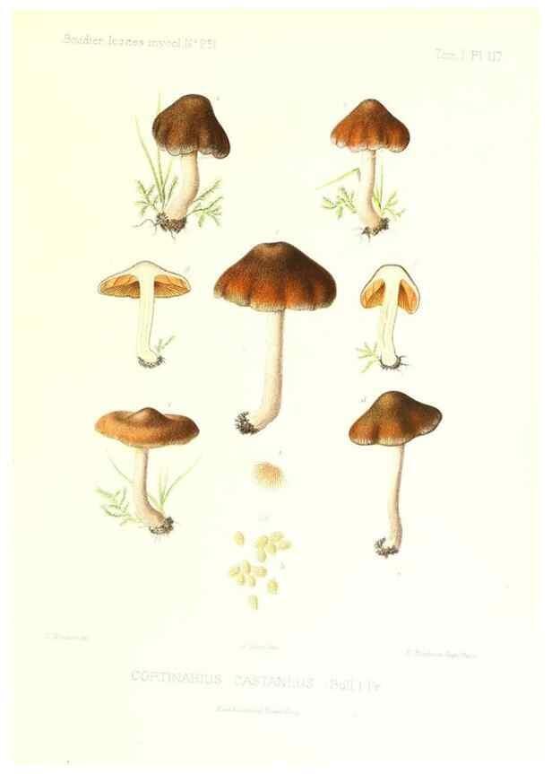 Reproducción/Reproduction 9801059625: Icones mycologicæ, ou Iconographie des champignons de France principalement Discomycetes,. Paris :P. Klincksieck, L. Lhomme, successeur,1905-10.