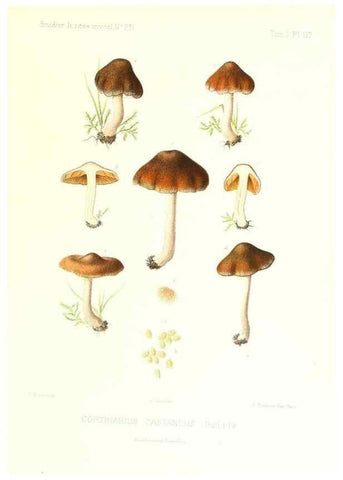 Reproducción/Reproduction 9801059625: Icones mycologicæ, ou Iconographie des champignons de France principalement Discomycetes,. Paris :P. Klincksieck, L. Lhomme, successeur,1905-10.