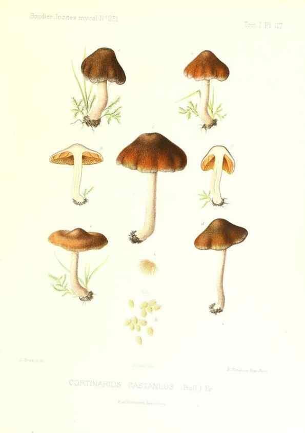 Reproducción/Reproduction 9801059625: Icones mycologicæ, ou Iconographie des champignons de France principalement Discomycetes,. Paris :P. Klincksieck, L. Lhomme, successeur,1905-10.