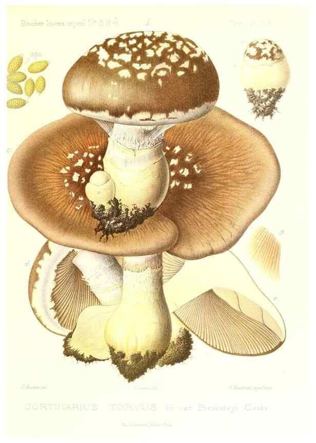 Reproducción/Reproduction 9801087206: Icones mycologicæ, ou Iconographie des champignons de France principalement Discomycetes,. Paris :P. Klincksieck, L. Lhomme, successeur,1905-10.