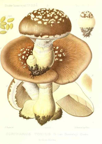 Reproducción/Reproduction 9801087206: Icones mycologicæ, ou Iconographie des champignons de France principalement Discomycetes,. Paris :P. Klincksieck, L. Lhomme, successeur,1905-10.