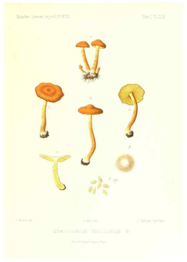 Reproducción/Reproduction 9801138313: Icones mycologicæ, ou Iconographie des champignons de France principalement Discomycetes,. Paris :P. Klincksieck, L. Lhomme, successeur,1905-10.