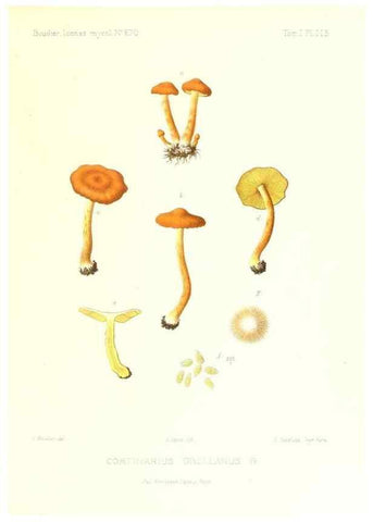 Reproducción/Reproduction 9801138313: Icones mycologicæ, ou Iconographie des champignons de France principalement Discomycetes,. Paris :P. Klincksieck, L. Lhomme, successeur,1905-10.