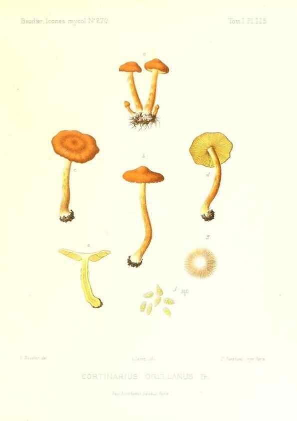 Reproducción/Reproduction 9801138313: Icones mycologicæ, ou Iconographie des champignons de France principalement Discomycetes,. Paris :P. Klincksieck, L. Lhomme, successeur,1905-10.