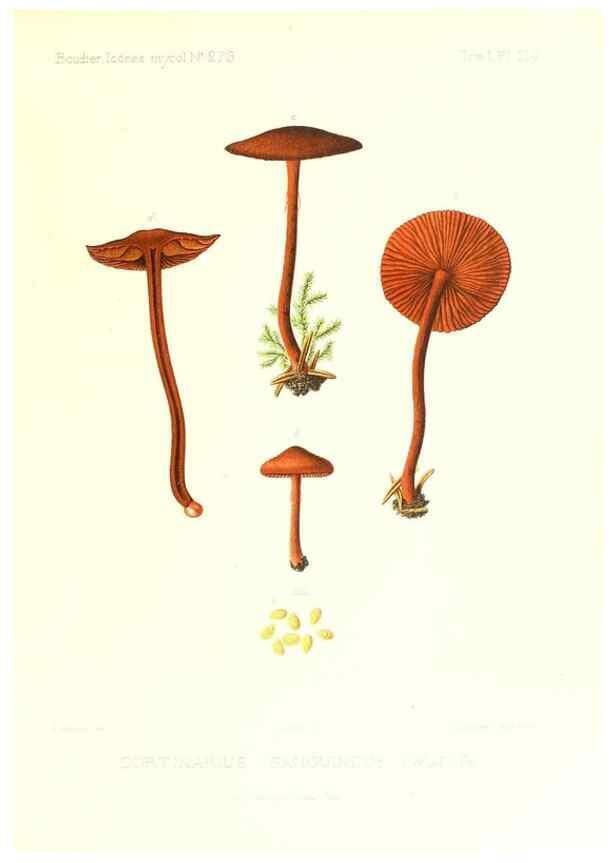 Reproducción/Reproduction 9801080986: Icones mycologicæ, ou Iconographie des champignons de France principalement Discomycetes,. Paris :P. Klincksieck, L. Lhomme, successeur,1905-10.