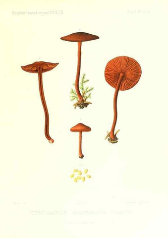 Reproducción/Reproduction 9801080986: Icones mycologicæ, ou Iconographie des champignons de France principalement Discomycetes,. Paris :P. Klincksieck, L. Lhomme, successeur,1905-10.