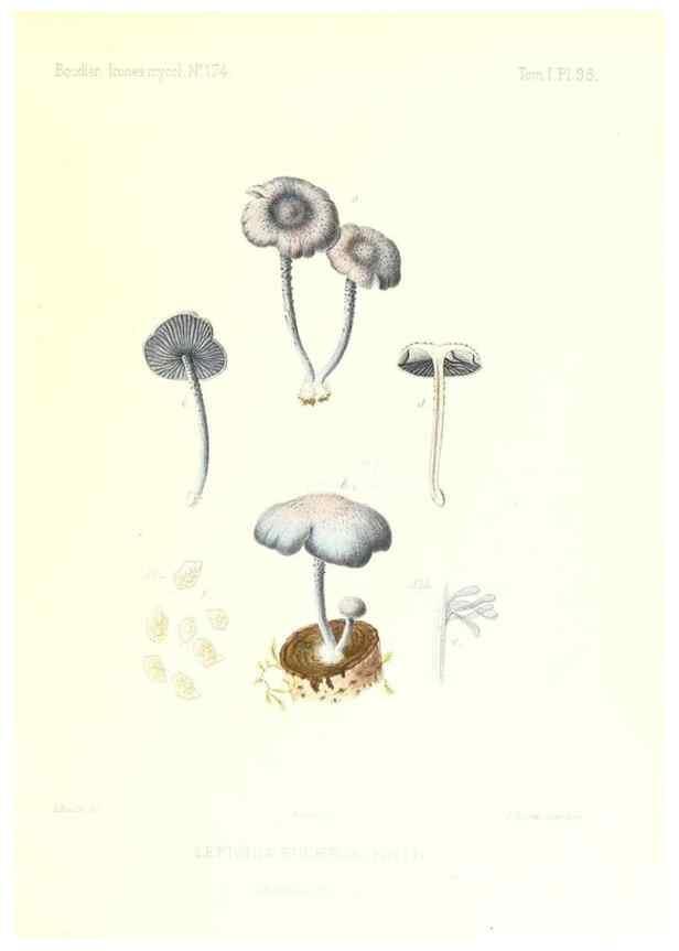 Reproducción/Reproduction 9801042666: Icones mycologicæ, ou Iconographie des champignons de France principalement Discomycetes,. Paris :P. Klincksieck, L. Lhomme, successeur,1905-10.