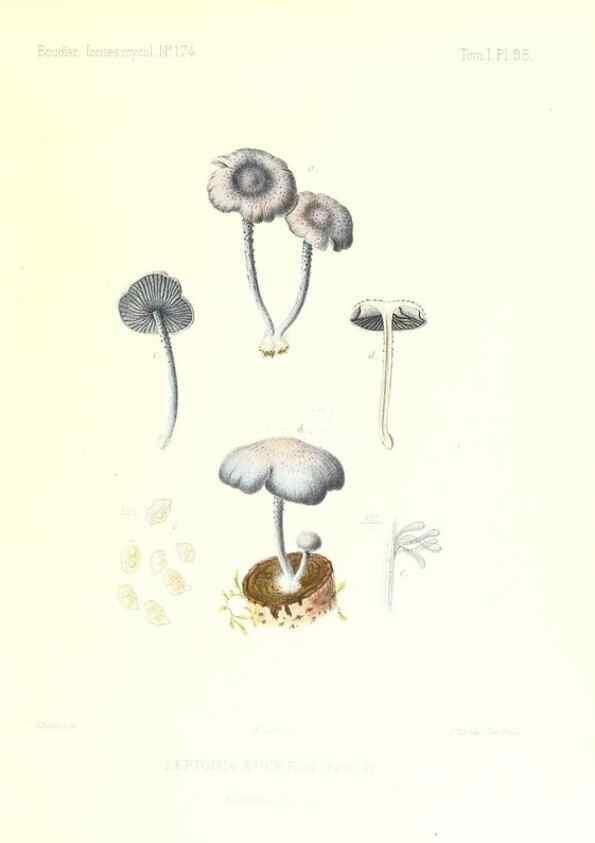Reproducción/Reproduction 9801042666: Icones mycologicæ, ou Iconographie des champignons de France principalement Discomycetes,. Paris :P. Klincksieck, L. Lhomme, successeur,1905-10.