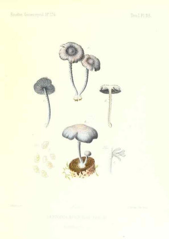 Reproducción/Reproduction 9801042666: Icones mycologicæ, ou Iconographie des champignons de France principalement Discomycetes,. Paris :P. Klincksieck, L. Lhomme, successeur,1905-10.