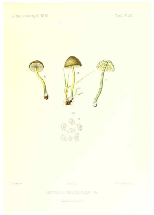 Reproducción/Reproduction 9801035754: Icones mycologicæ, ou Iconographie des champignons de France principalement Discomycetes,. Paris :P. Klincksieck, L. Lhomme, successeur,1905-10.