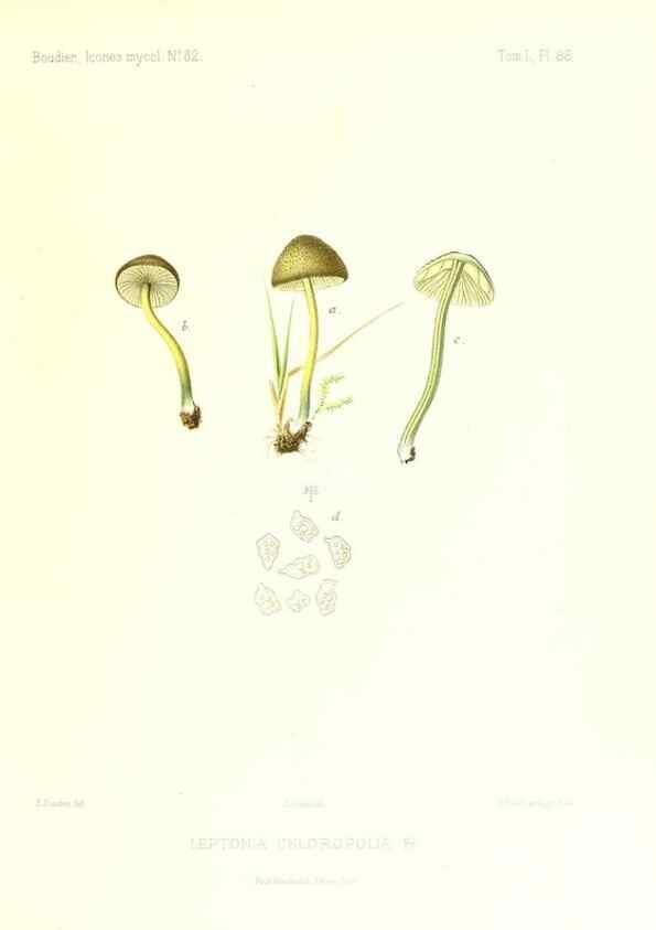 Reproducción/Reproduction 9801035754: Icones mycologicæ, ou Iconographie des champignons de France principalement Discomycetes,. Paris :P. Klincksieck, L. Lhomme, successeur,1905-10.