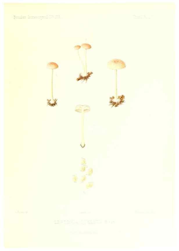 Reproducción/Reproduction 9801046046: Icones mycologicæ, ou Iconographie des champignons de France principalement Discomycetes,. Paris :P. Klincksieck, L. Lhomme, successeur,1905-10.