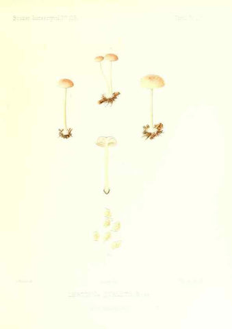 Reproducción/Reproduction 9801046046: Icones mycologicæ, ou Iconographie des champignons de France principalement Discomycetes,. Paris :P. Klincksieck, L. Lhomme, successeur,1905-10.