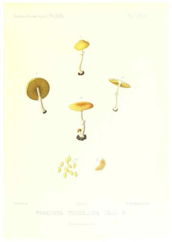 Reproducción/Reproduction 9801039524: Icones mycologicæ, ou Iconographie des champignons de France principalement Discomycetes,. Paris :P. Klincksieck, L. Lhomme, successeur,1905-10.