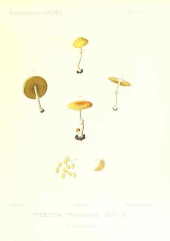 Reproducción/Reproduction 9801039524: Icones mycologicæ, ou Iconographie des champignons de France principalement Discomycetes,. Paris :P. Klincksieck, L. Lhomme, successeur,1905-10.