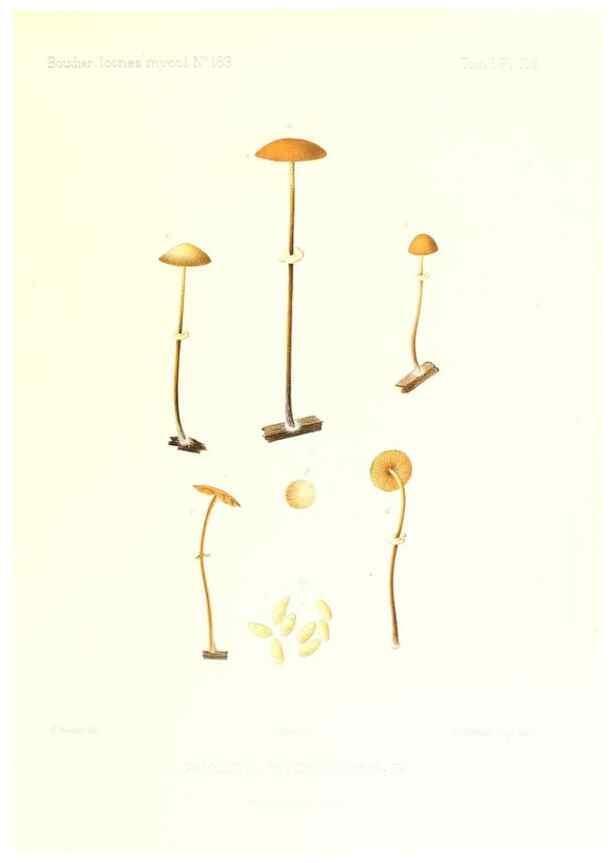 Reproducción/Reproduction 9801103873: Icones mycologicæ, ou Iconographie des champignons de France principalement Discomycetes,. Paris :P. Klincksieck, L. Lhomme, successeur,1905-10.