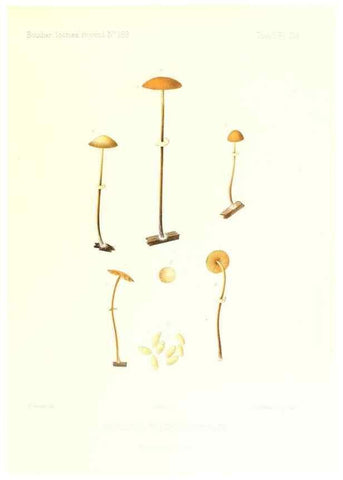 Reproducción/Reproduction 9801103873: Icones mycologicæ, ou Iconographie des champignons de France principalement Discomycetes,. Paris :P. Klincksieck, L. Lhomme, successeur,1905-10.