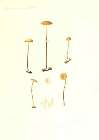 Reproducción/Reproduction 9801103873: Icones mycologicæ, ou Iconographie des champignons de France principalement Discomycetes,. Paris :P. Klincksieck, L. Lhomme, successeur,1905-10.