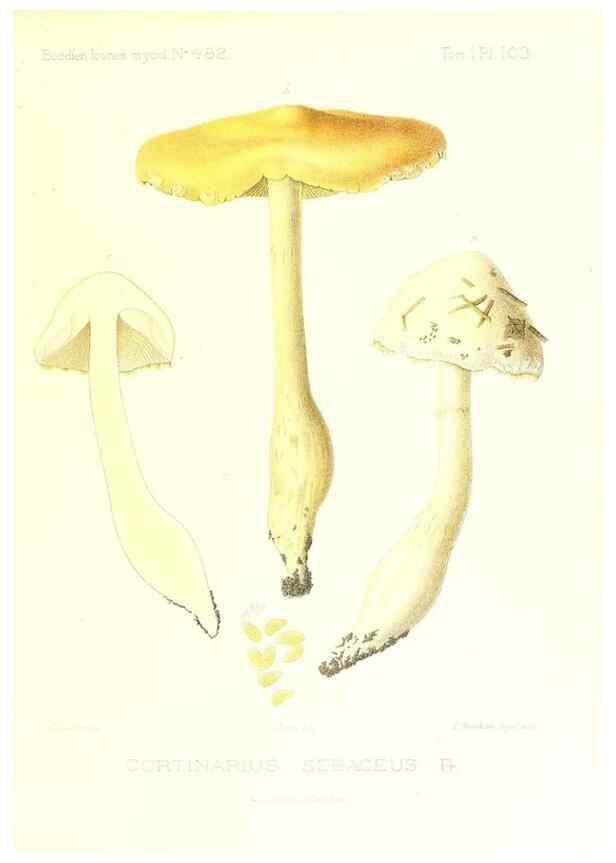 Reproducción/Reproduction 9801108043: Icones mycologicæ, ou Iconographie des champignons de France principalement Discomycetes,. Paris :P. Klincksieck, L. Lhomme, successeur,1905-10.