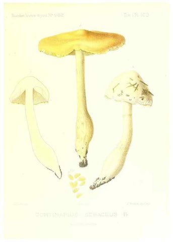 Reproducción/Reproduction 9801108043: Icones mycologicæ, ou Iconographie des champignons de France principalement Discomycetes,. Paris :P. Klincksieck, L. Lhomme, successeur,1905-10.