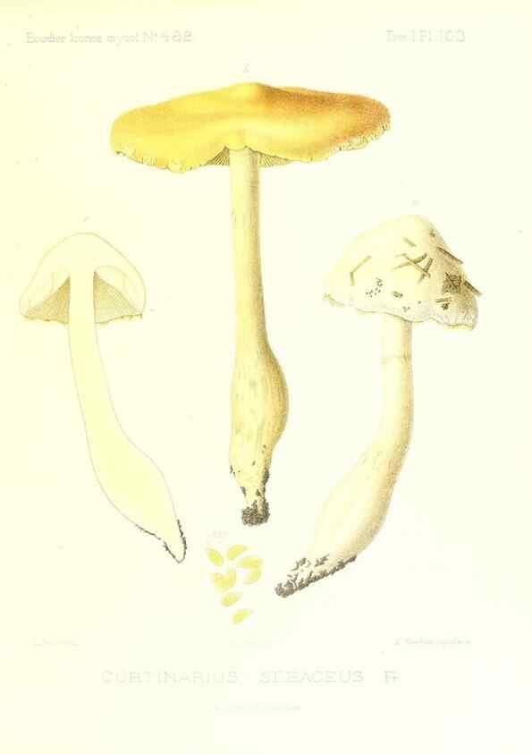 Reproducción/Reproduction 9801108043: Icones mycologicæ, ou Iconographie des champignons de France principalement Discomycetes,. Paris :P. Klincksieck, L. Lhomme, successeur,1905-10.