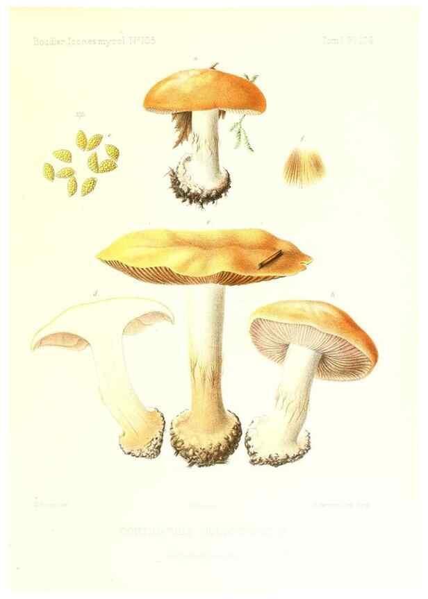 Reproducción/Reproduction 9801110963: Icones mycologicæ, ou Iconographie des champignons de France principalement Discomycetes,. Paris :P. Klincksieck, L. Lhomme, successeur,1905-10.